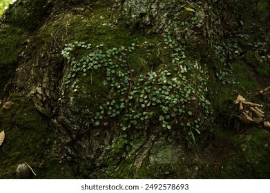 中文有码视频中文无码视频