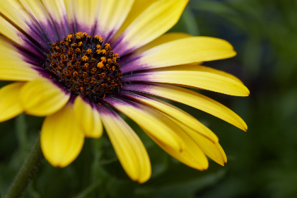 大杳蕉狼人欧美篇75