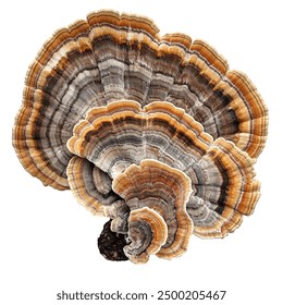 万篇长征 – 黑料不打烊zztt：探寻历史背后的真相与故事