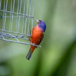 万能下载器下载:轻松获取各种资源,畅享无限下载体验 w9frbilfzr